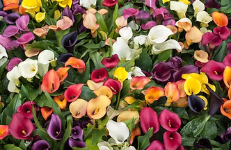 Colorful Flowers